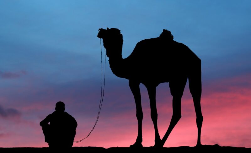 camel robot jockeys in Dubai
